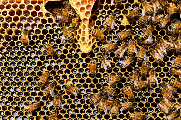 Benefits of Honey for Skin