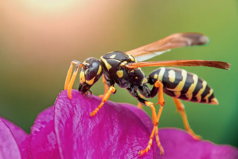 How to Treat a Wasps Sting